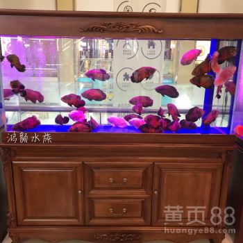 無錫墻上水族箱定制魚缸 打造個性化寵物配件的藝術(shù)